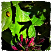 24th May 2023 -  Ladybird! Ladybird! ~ 