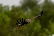 23rd May 2023 - Red Kite
