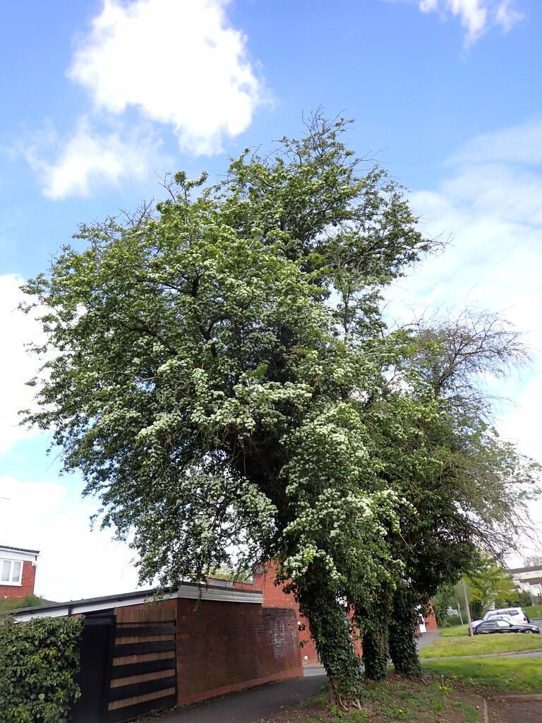 Hawthorn trees by speedwell