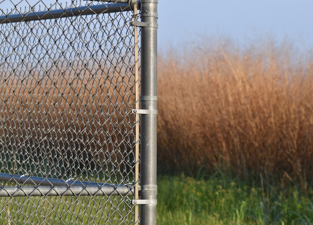 Chain Link Fence Meets No-Mow May by genealogygenie