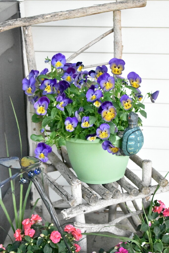 Friendly Little Pansies by lisab514