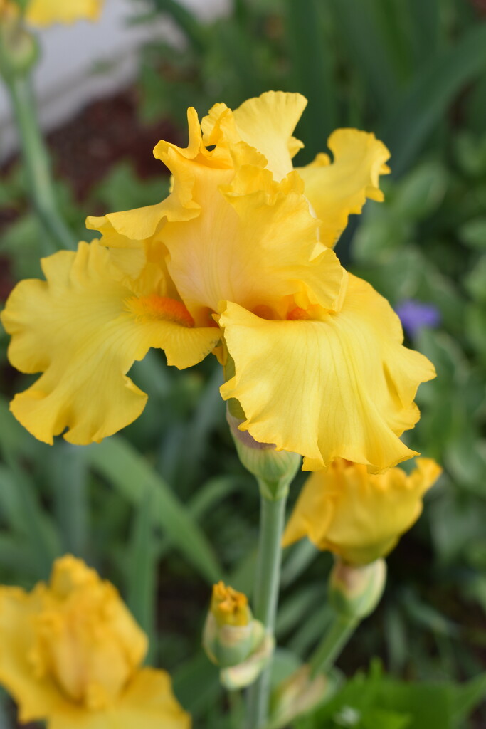 Yellow Iris by lisab514