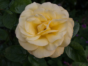 23rd May 2023 - A golden rose