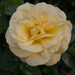A golden rose