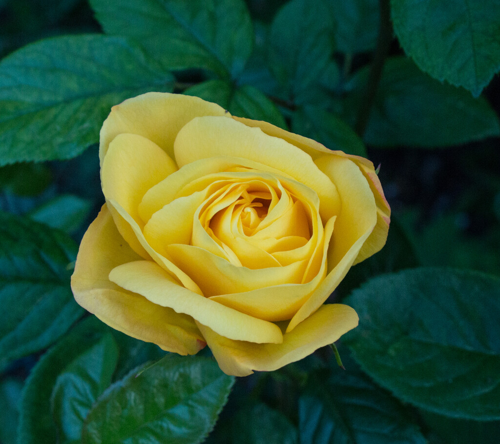Golden rose 2 by busylady