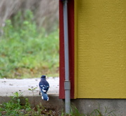 7th May 2023 - Blue Jay by a Building