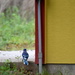 Blue Jay by a Building by genealogygenie
