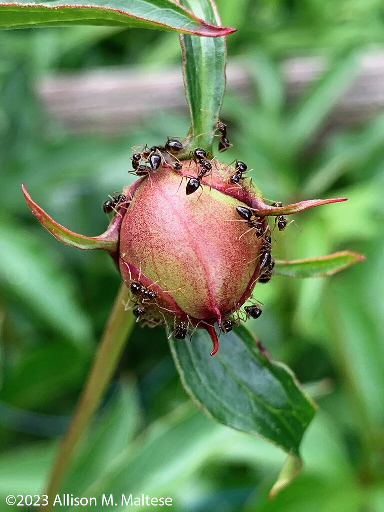 Peonies and Ants by falcon11