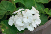 23rd May 2023 - White geranium