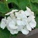 White geranium by larrysphotos