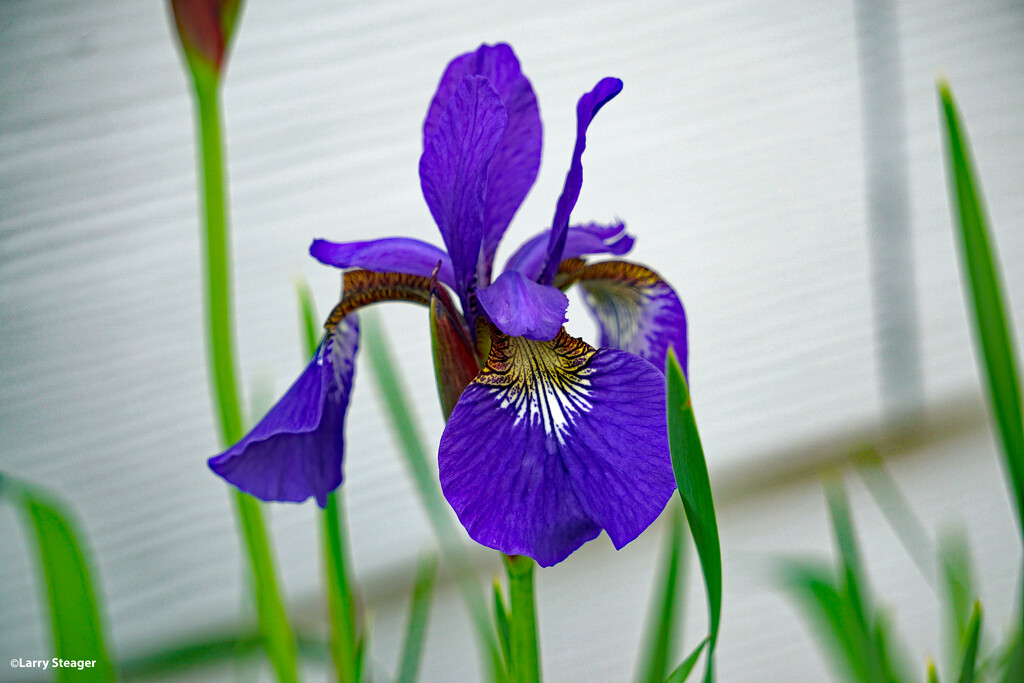 Purple flame Iris by larrysphotos