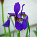 Purple flame Iris by larrysphotos