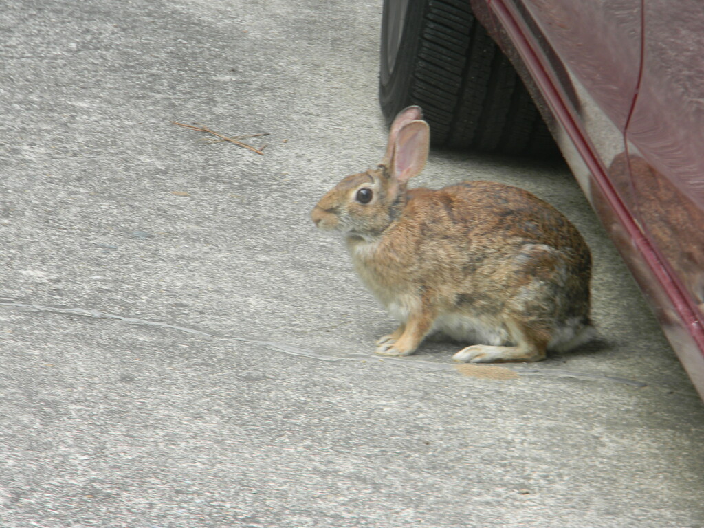 Rabbit by Dad's Car  by sfeldphotos