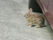 23rd May 2023 - Rabbit by Dad's Car 