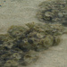 Seaweed by marshwader