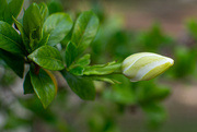 12th May 2023 - Gardenia bud...