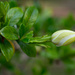 Gardenia bud... by thewatersphotos