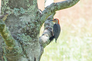 14th May 2023 - Woodpecker...