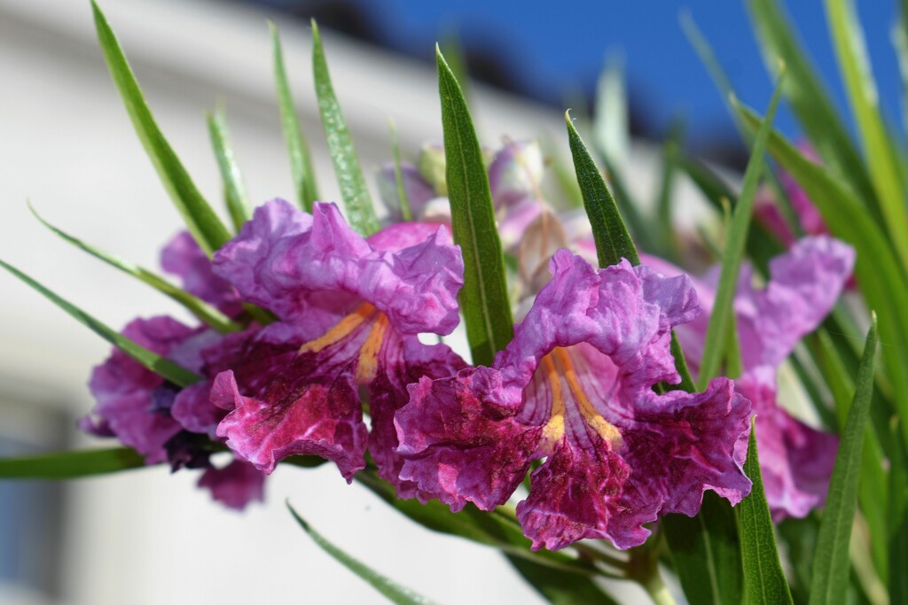 May 23  Desert Willow still blooming by sandlily