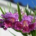 May 23  Desert Willow still blooming by sandlily