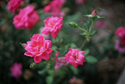 23rd May 2023 - Pink Roses