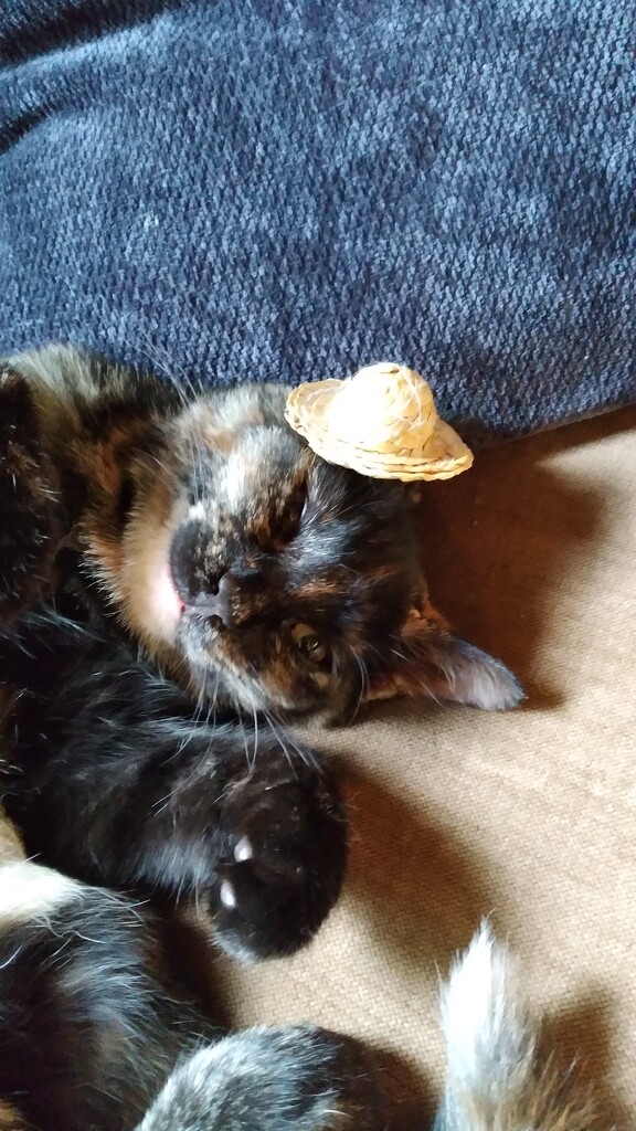 Cat in a Hat by julie