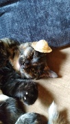 24th May 2023 - Cat in a Hat