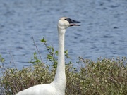 23rd May 2023 - Trumpeter swan…