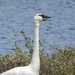 Trumpeter swan…