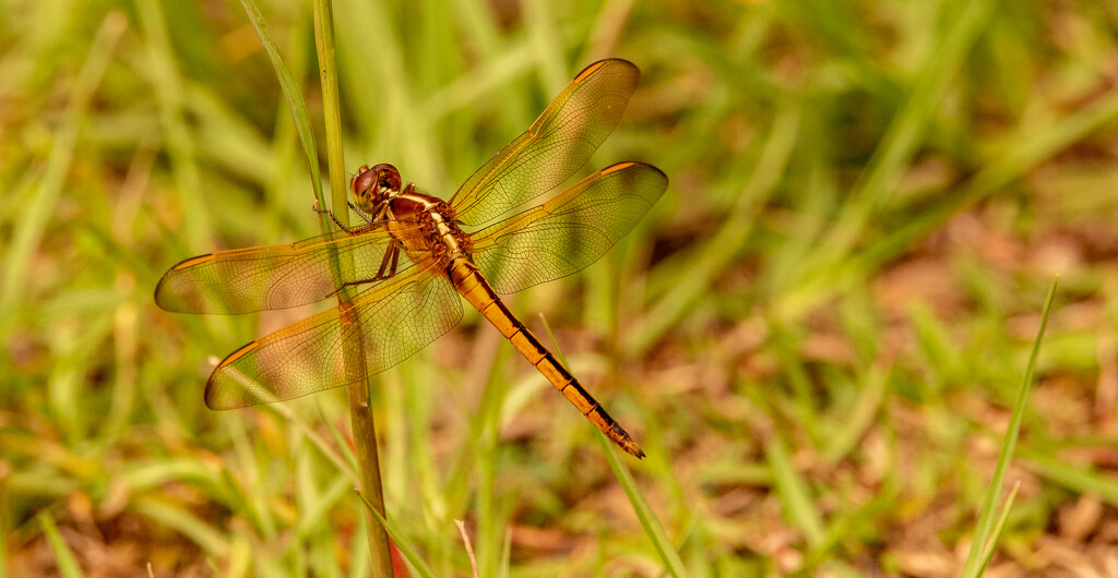 Dragonfly in the Grass! by rickster549