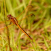 Dragonfly in the Grass!