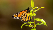 23rd May 2023 - Monarch Butterfly!