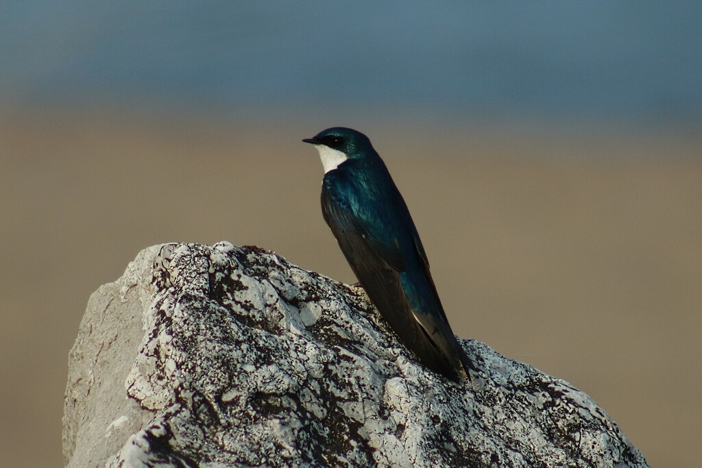 Tree Swallow at the Beach by princessicajessica