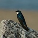 Tree Swallow at the Beach