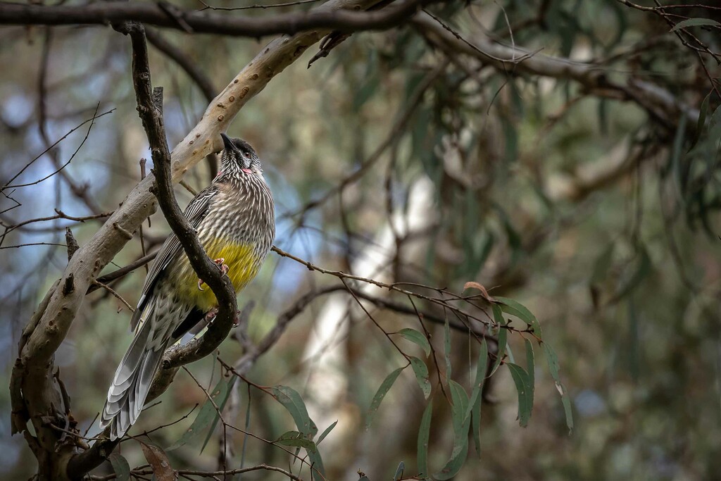 Wattle bird in a gum tree! by pusspup