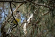 24th May 2023 - Wattle bird in a gum tree!