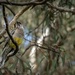 Wattle bird in a gum tree!