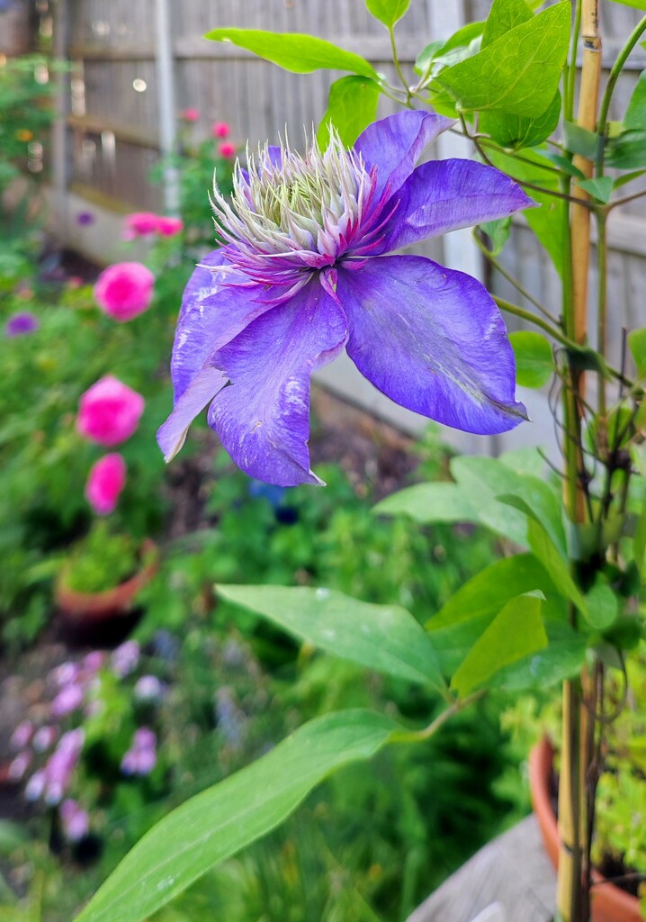 Clematis  by boxplayer