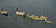 24th May 2023 - Geese and goslings. Rishton. Leeds Liverpool canal.