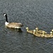 Geese and goslings. Rishton. Leeds Liverpool canal. by grace55