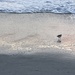 Shore Bird 