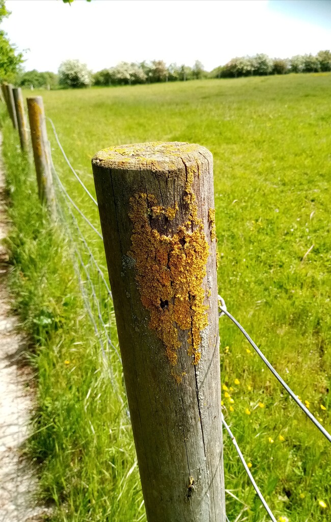 Lichen  by g3xbm