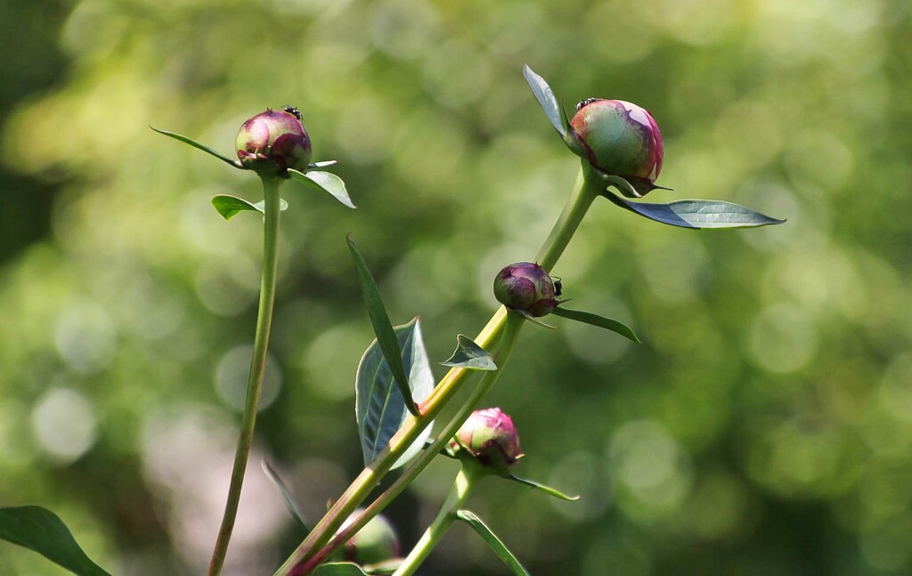 Peony buds by mittens