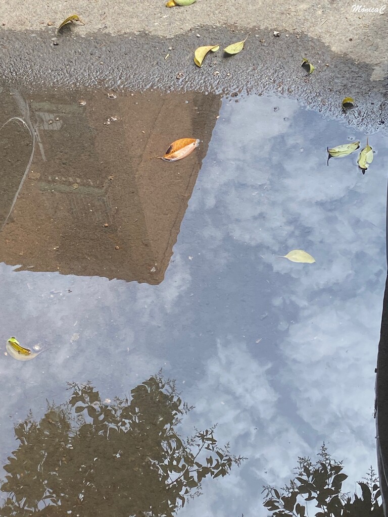Reflections on a puddle  by monicac