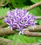 24th May 2023 - Purple Allium