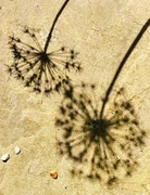 24th May 2023 - Allium shadows 