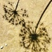 Allium shadows  by boxplayer