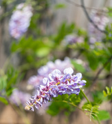 24th May 2023 - Wisteria