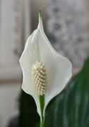 24th May 2023 - Peace Lily 