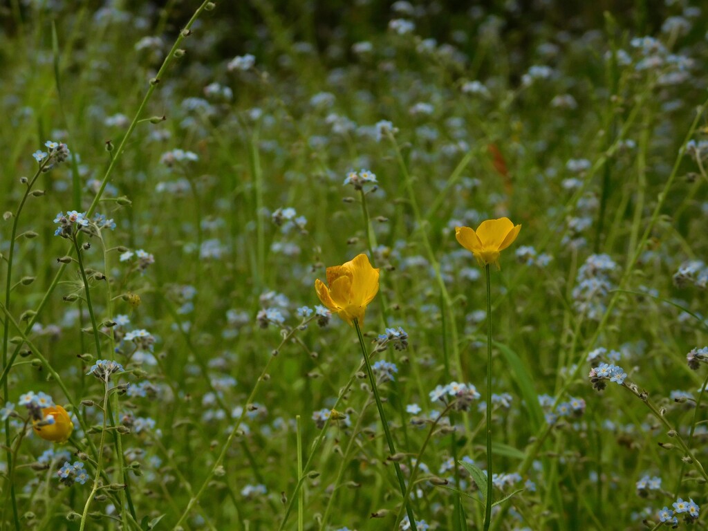 Buttercups and Forget-Me-Nots by 365anne